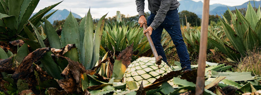 THE SPIRITS OF MEXICO: 5 AGAVE–BASED COCKTAILS