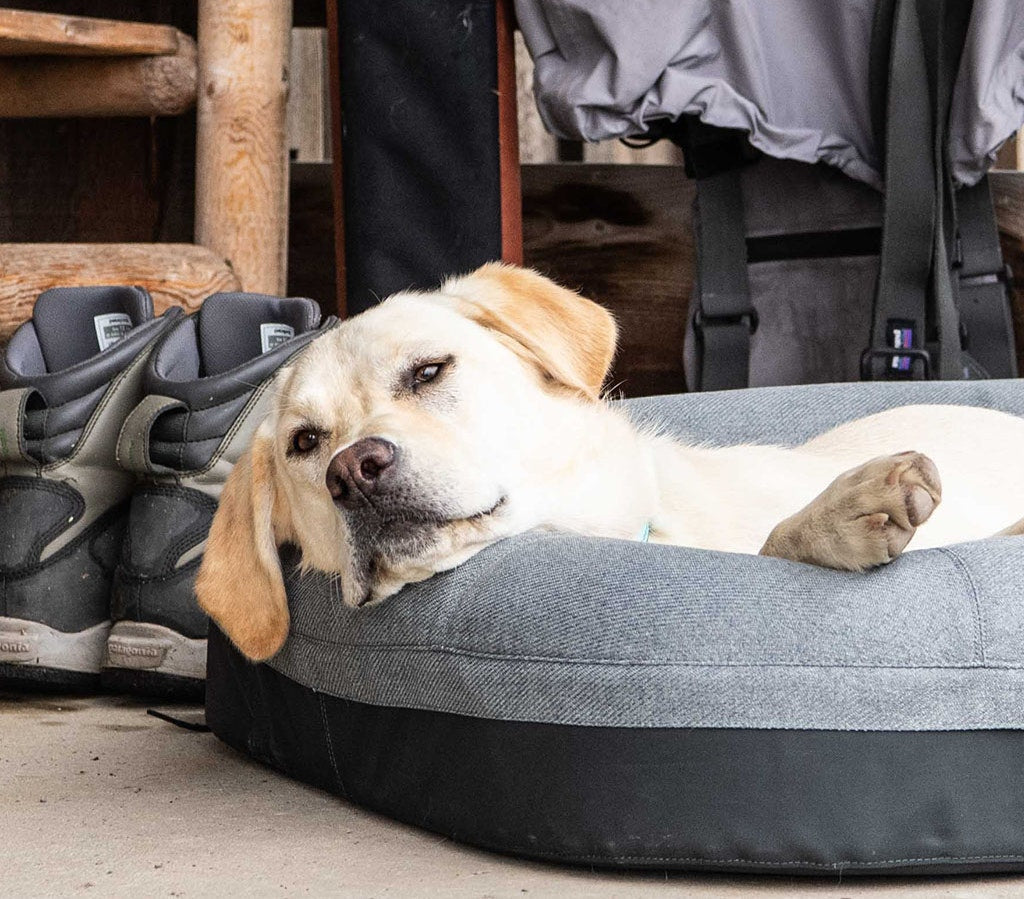 Yeti dog deals bed